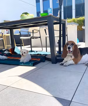 Quality Instagram post from @lucky_bassethound