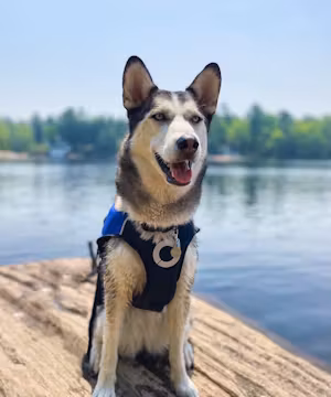 Kaitlin Lombardi: Unleashing Laughter with OntarioHuskies