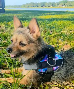 Sponsored Instagram post by @miley_jo_the_chorkie