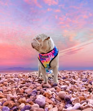 Custom Blog post by Milkshake the Pug