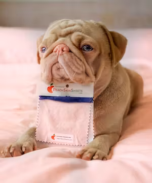 Custom Blog post by Milkshake the Pug