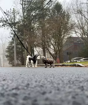 Hi it’s me! An unapologetic animal loving, gal who wears a lot of black & always carries lip balm. 
