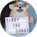 Tibby The Corgi