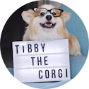 Tibby The Corgi