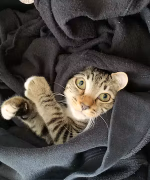 Instagram Sponsorship from Cat Nano-Influencer