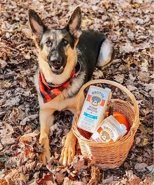 Cute Dogs for sponsored pet products campaign