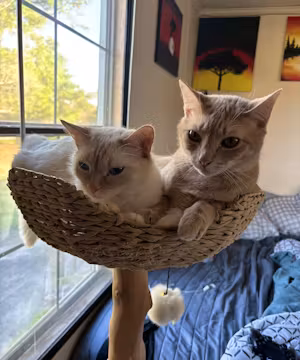 Meet Deylan Buntyn: Tik Tok Star and Ultimate Cat Dad