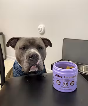 🐾Hippo: The Spoil-tastic American Bully 🐾
