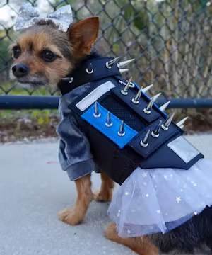 Sponsored Instagram post by @miley_jo_the_chorkie