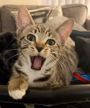 Instagram Sponsorship from Cat Nano-Influencer