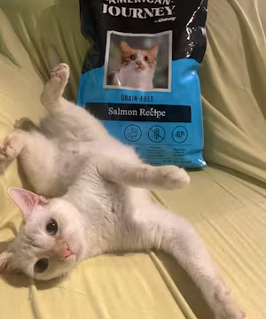 Meet Deylan Buntyn: Tik Tok Star and Ultimate Cat Dad