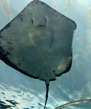 Charlotte Phillips-Lynn: Embracing Diversity, Defying Limits