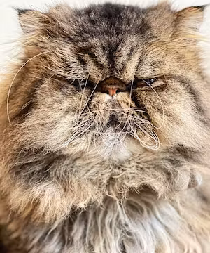 CAT LOVERS! Creative Instagram post from @Moosethepersian
