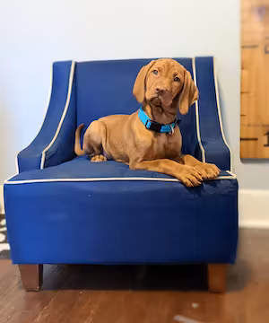 Raven: A Canadian Vizsla on the Rise