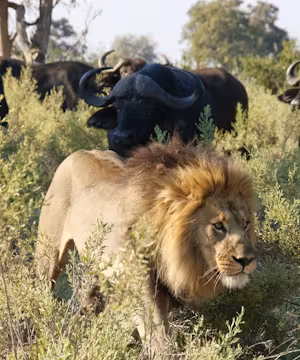 Simasiku Mazunga: Boldly Embracing Adventure!