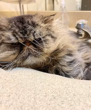 CAT LOVERS! Creative Instagram post from @Moosethepersian