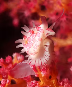 Be Inspired by Hannah Tilley - Underwater Photographer