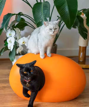 Purrcival: Comedy Cat Account / Pet Influencer 