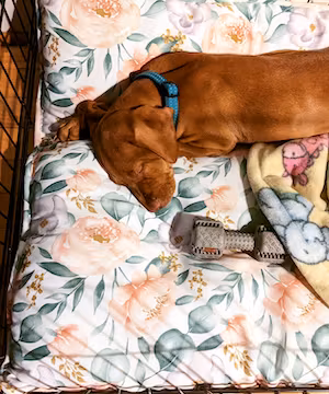 Raven: A Canadian Vizsla on the Rise