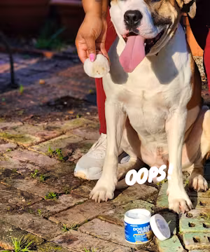 Creator for Pet Brands 