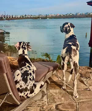 Euro Dane Bros:  Coastal Big Dog Living