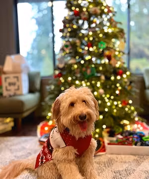Get lifestyle dog content for your brand!