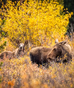 Jennifer Wilde: Nature's Artistic Lens & Animal Enthusiast