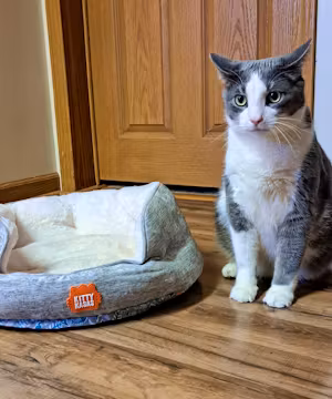 Unveiling Magic Behind Products: Meet Saving Maisy