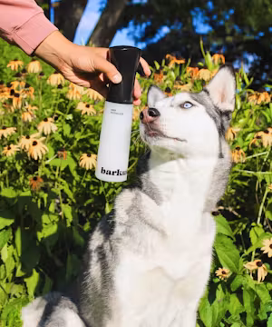 Kaitlin Lombardi: Unleashing Laughter with OntarioHuskies