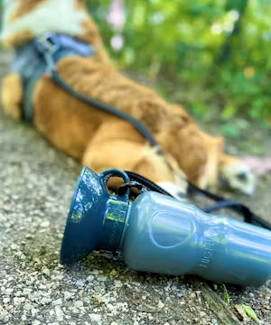 Meet ThoesTempletonCorgis: Iowa's Cheerful Canine Inflluencer!