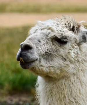 Sarah Jean Blomberg: Crafting Adventures in AZ & Beyond!