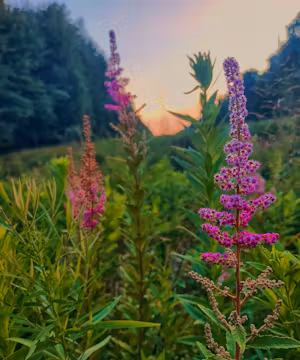 Madylin King: Homesteading Heroine and Facebook Phenom