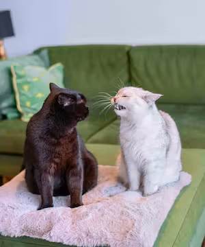 Purrcival: Comedy Cat Account / Pet Influencer 