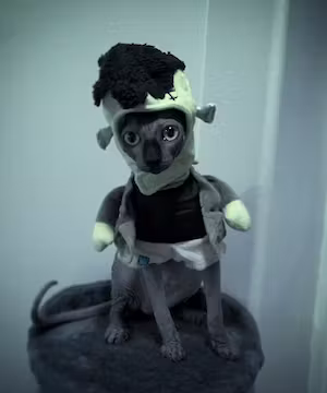 Spooky Sphynx Cat