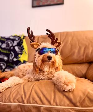 Get lifestyle dog content for your brand!