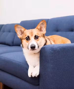 Sponsored Instagram post by @honestdogmom