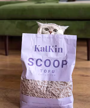 Purrcival: Comedy Cat Account / Pet Influencer 