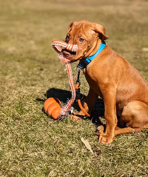 Raven: A Canadian Vizsla on the Rise