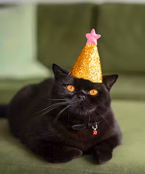 Purrcival: Comedy Cat Account / Pet Influencer 