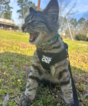 Meet Deylan Buntyn: Tik Tok Star and Ultimate Cat Dad