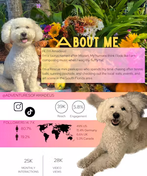 Meet Amadeus: Muse, Influencer, and Pup Rescuer!