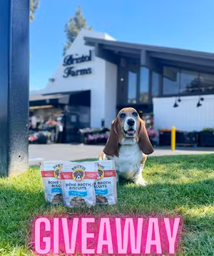 Quality Instagram post from @lucky_bassethound