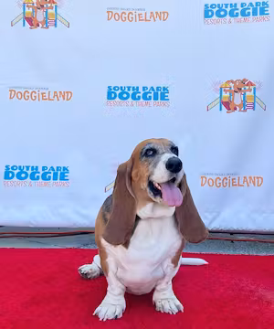 Quality Instagram post from @lucky_bassethound