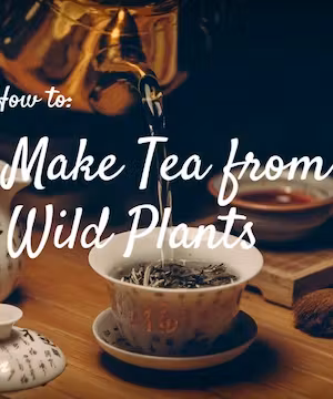 Looking for Quality Content? I'll Write a Sponsored Post on My Nature Website Today!