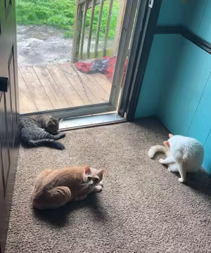 Meet Deylan Buntyn: Tik Tok Star and Ultimate Cat Dad