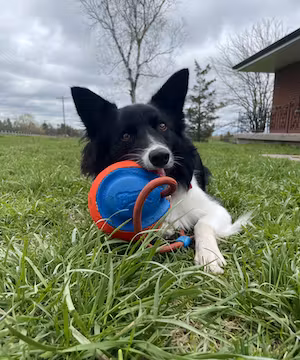 Kelsey Soule: Unleashing Canine Potential & Nurturing Minds