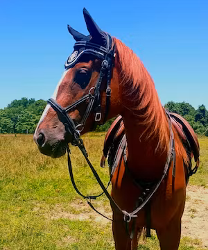 Brand promoter @saving.maisy