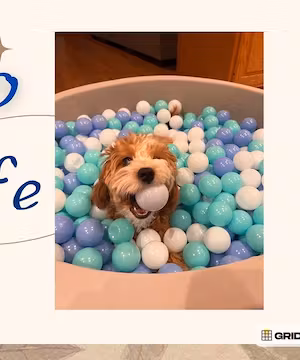 Original full produced video by @Captain.Banjo