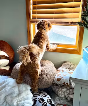 Original full produced video by @Captain.Banjo