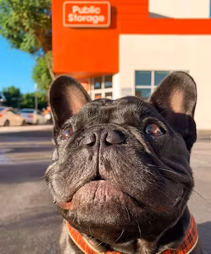 Instagram post from the cutest French Bulldog on Instagram, Oatie